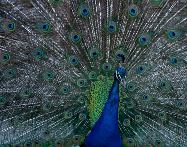 Peacock (close-up) stock photo