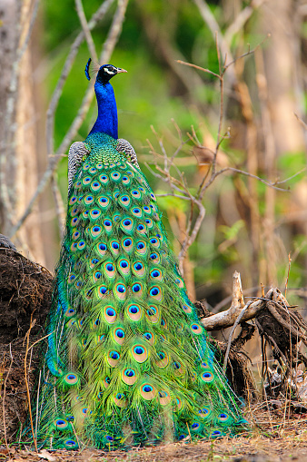Peacock displays its colourful vibrant feathers as it perches on a wooden log.