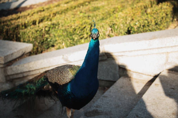 Peacock stock photo