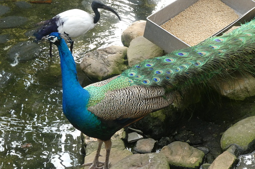 A peacock stands besides the water