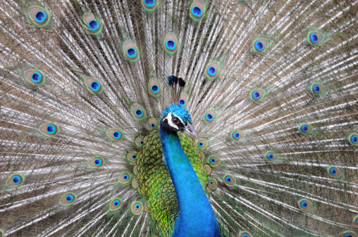 Peacock and feathers close up.