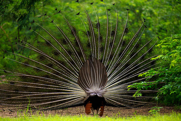 peacock - peacock back stockfoto's en -beelden