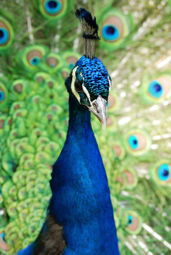 male peacock spread and display its beautiful tailA