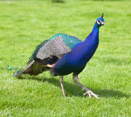 A bright color picture of a peacock standing in green grass.