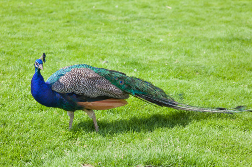 A bright color picture of a peacock standing in green grass.