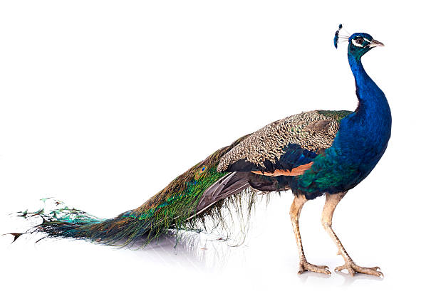 peacock male peacock in front of white background peacock stock pictures, royalty-free photos & images