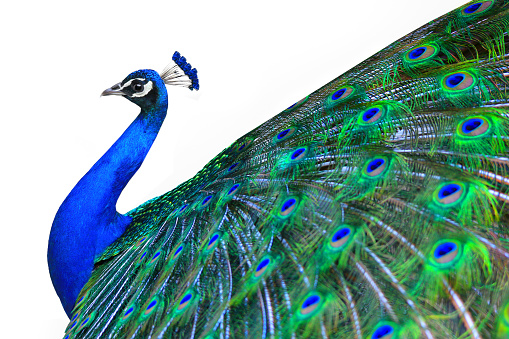 Peacock is isolated on a white background