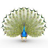 Peafowl include two Asiatic species and one African species of bird in the genus Pavo.