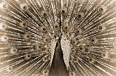 Sepia monochrome close up of a male peacock showing it's feather display