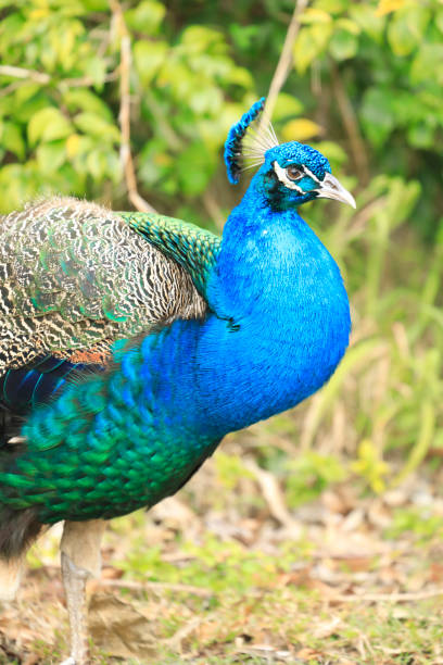 Peacock Portrait (profile) during mating season stock photo
