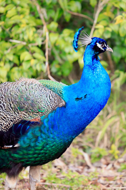 Peacock Portrait (profile) during mating season stock photo