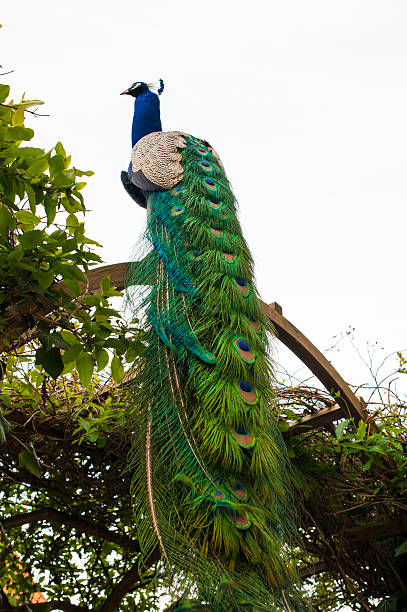 peacock rear view - peacock back stockfoto's en -beelden