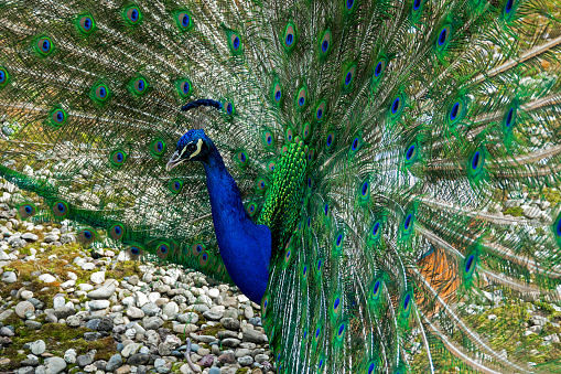 Indian peacock  displays feathers and head crown