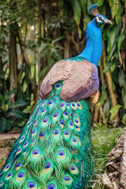 peacock stands back with folded tail - peacock back stockfoto's en -beelden