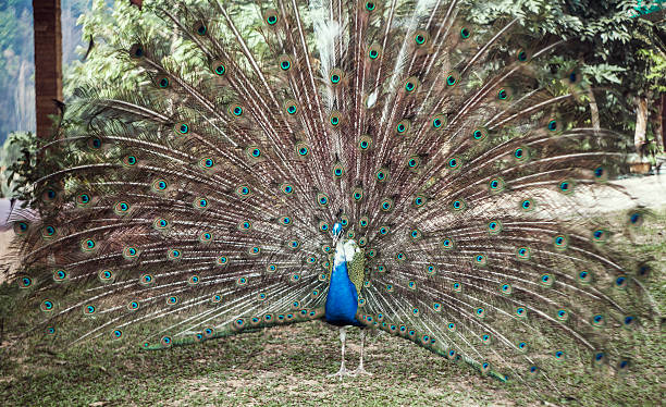 peacock with expanded tail A beautiful male peacock with expanded feathers bills saints stock pictures, royalty-free photos & images
