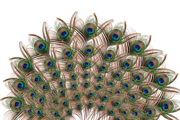 Peacock with fully fanned tail isolated on white background - Carnival Festive, banner Thailand, Peacock, Peacock Feather, White Background, Pattern, Cut Out peacock feather stock pictures, royalty-free photos & images