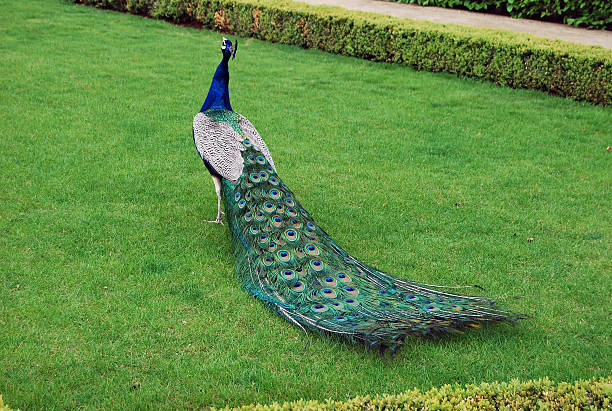 peacock with long tail - peacock back stockfoto's en -beelden