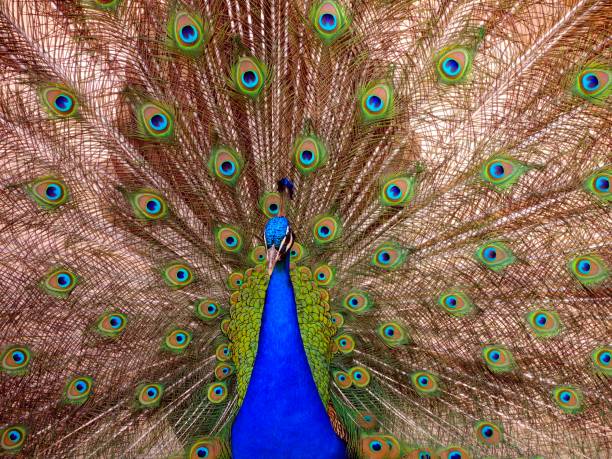 peacock met de geopende staart - vera pauw stockfoto's en -beelden