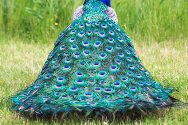 pauwenveren - peacock back stockfoto's en -beelden