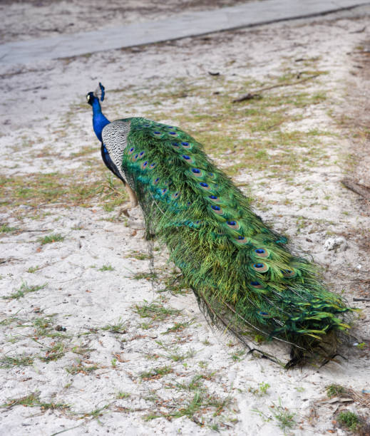 pauw in de duinen - peacock back stockfoto's en -beelden
