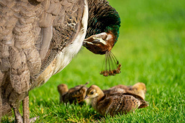 Peahen and Chicks stock photo