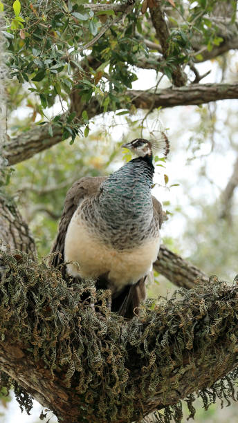 Peahen during mating season (Peafowl) stock photo