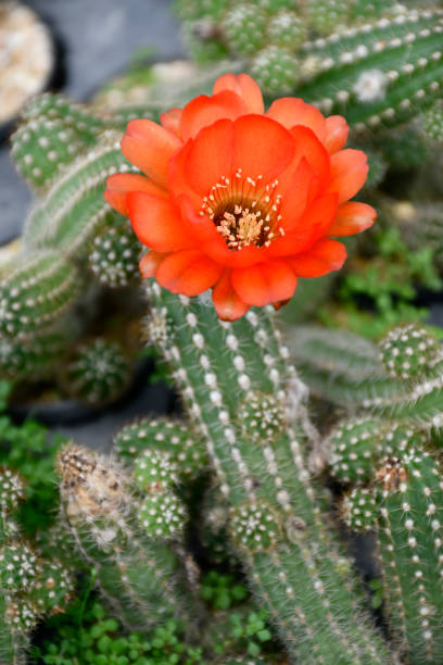 Peanut cactus pot plant with orange flower. stock photo