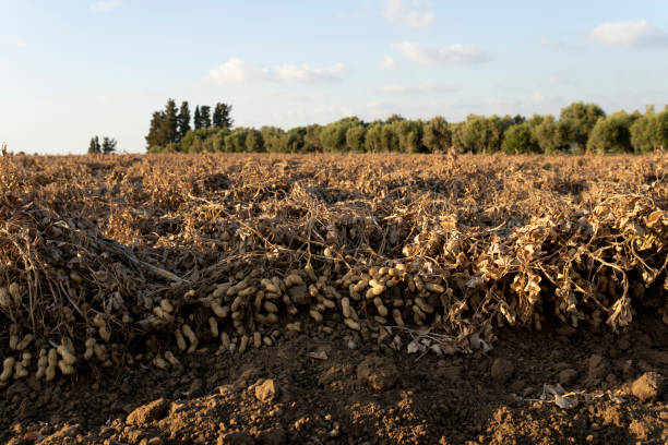 Peanuts in a field in harvest and peanut collection stock photo