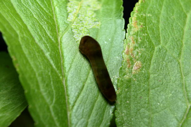 Pear and Cherry Slug (Caliroa cerasi) stock photo