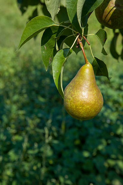 Pear stock photo