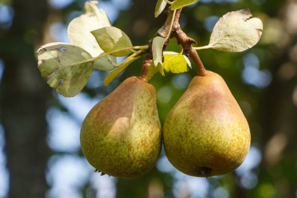 Pear ripening on a pear tree stock photo
