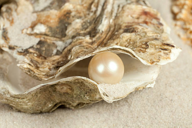 Pearl in oyster Oyster on a sandy beach with one large pearl in it oyster pearl stock pictures, royalty-free photos & images