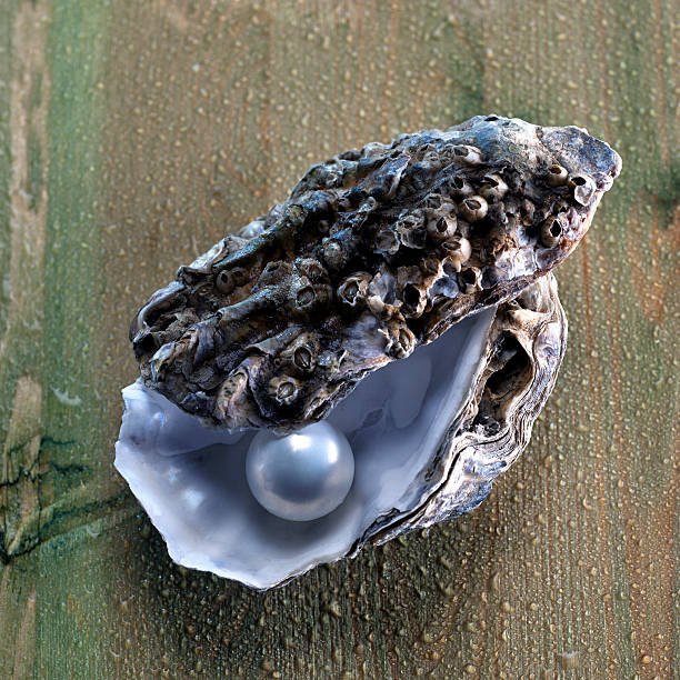 La Création et ce qu'elle englobe !  Pearl-in-oyster-shell-picture-id155097845?k=6&m=155097845&s=612x612&w=0&h=WAml0bcz-ouEeMMU_AaARDeIBvOCrAEhFCUKkEwcUAc=