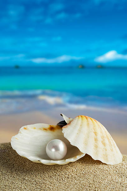 pearl pearl oyster pearl stock pictures, royalty-free photos & images