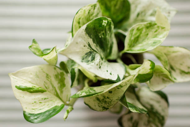 Pearls & Jade Pothos Plant jade pothos stock pictures, royalty-free photos & images