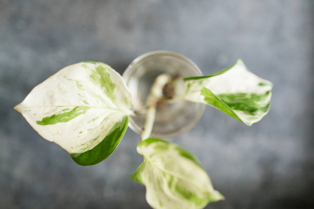 Pearls & Jade Pothos Plant Propagating jade pothos stock pictures, royalty-free photos & images