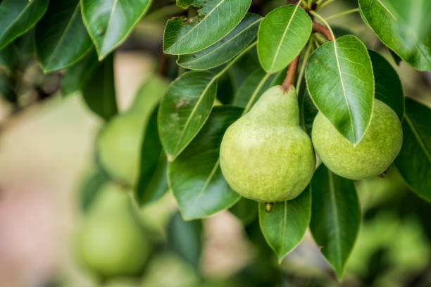 Pears growing Organic pears growing on the tree pear stock pictures, royalty-free photos & images