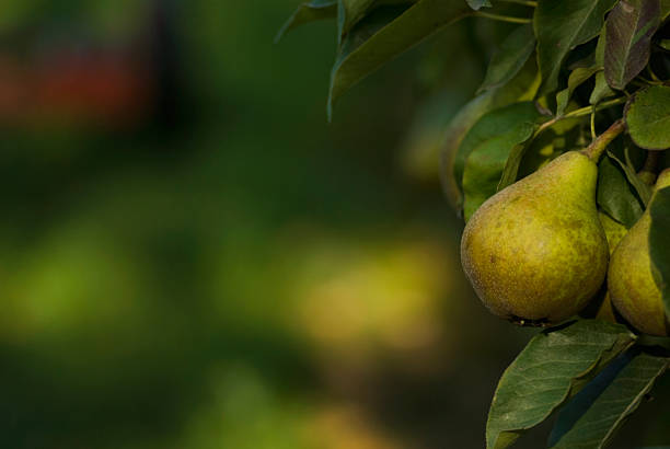 Pears on branch stock photo