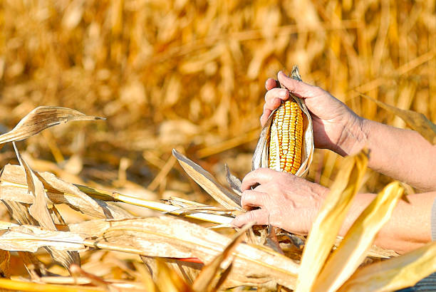 peasant is harvesting a corn stock photo