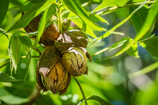 Pecan nut Cluster in shadows Pecan nuts clustered in the shadows of the new season's leafs. pecan stock pictures, royalty-free photos & images
