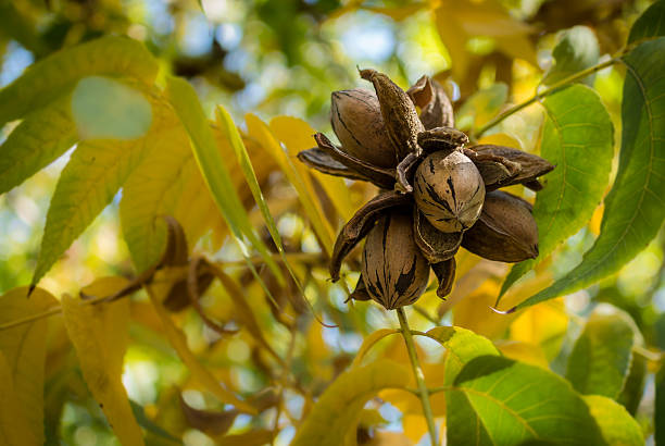 pecan nut cluster surrounded with yellow and green leaves - pecannoot stockfoto's en -beelden