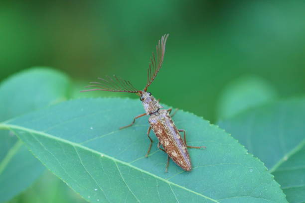 Pectocera fortunei,Click beetle stock photo