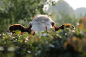 istock peeking cow, over fence 467779894