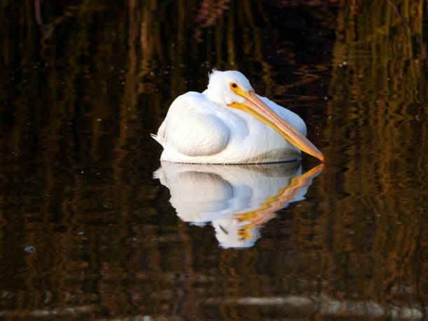 A Pelican and the Reflection stock photo