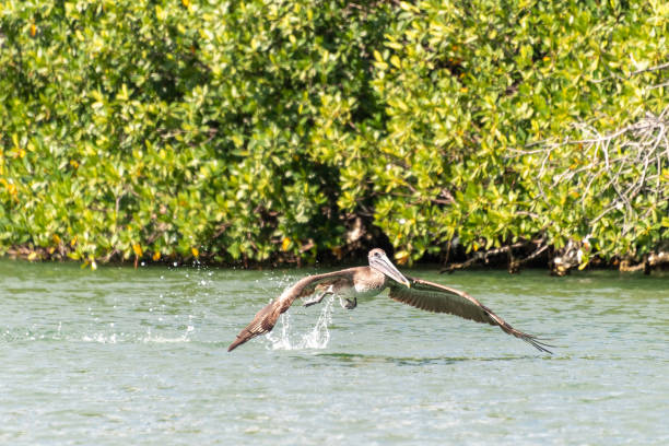 Pelican bird taking off from the water stock photo