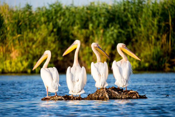 Pelican colony in Danube Delta Romania stock photo