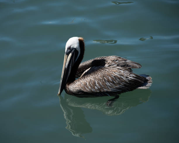 Pelican Floating in Blue Green Water stock photo