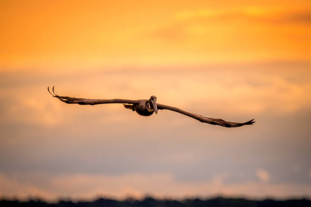 Pelican Flying in the Sunset stock photo