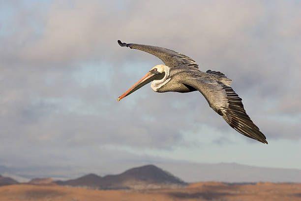 Pelican in Galapagos stock photo