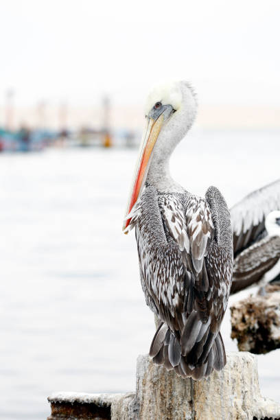 Pelican on Jetty Pole stock photo